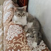 懂猫帝