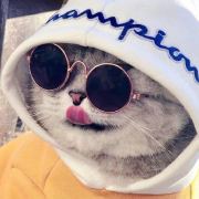 猫侠