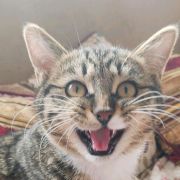 丁丁足乒历险记