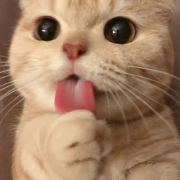 宠物笑语制造机