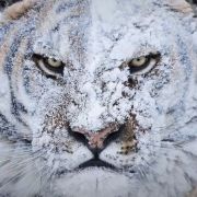 Word怎么删除索引 Win10删除索引服务怎么关闭