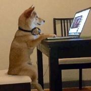 阿柴同学爱追剧