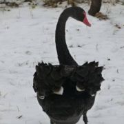 十级嗑瓜子选手