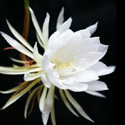 柠栀寂寞花开