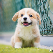 犬运动
