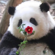 长的像一坨猪
