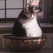 猪离开了它的外套OO