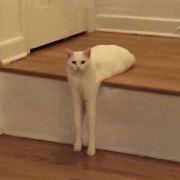 易个猫