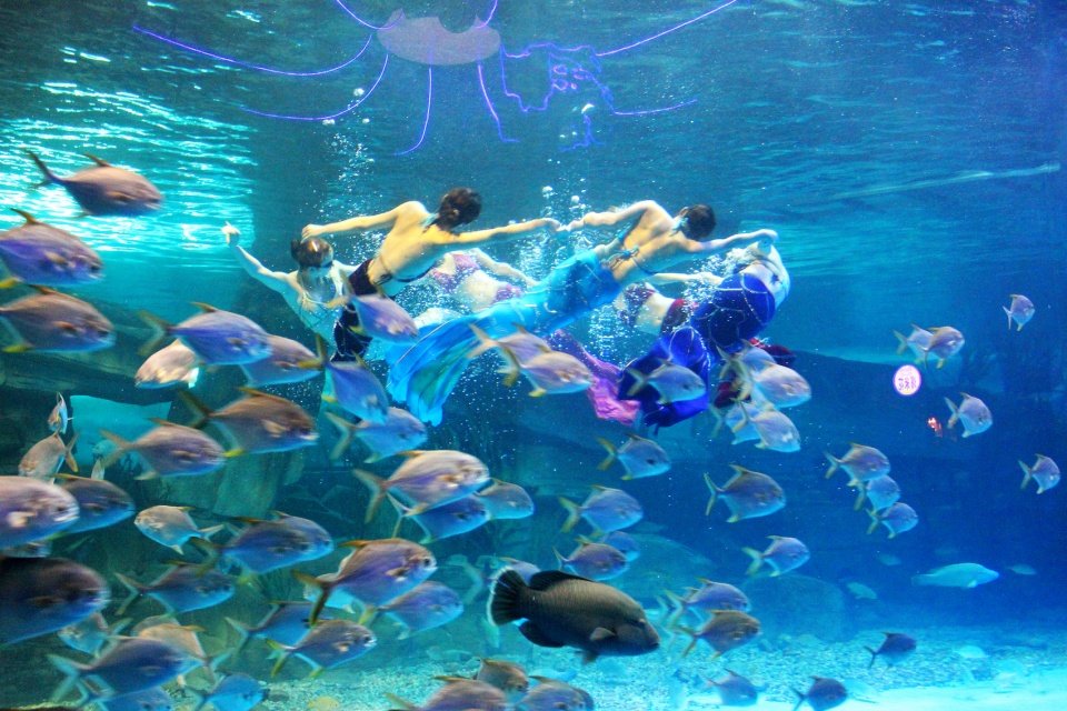 所以把第二天的行程安排在了一只向往的蓬莱海洋极地世界