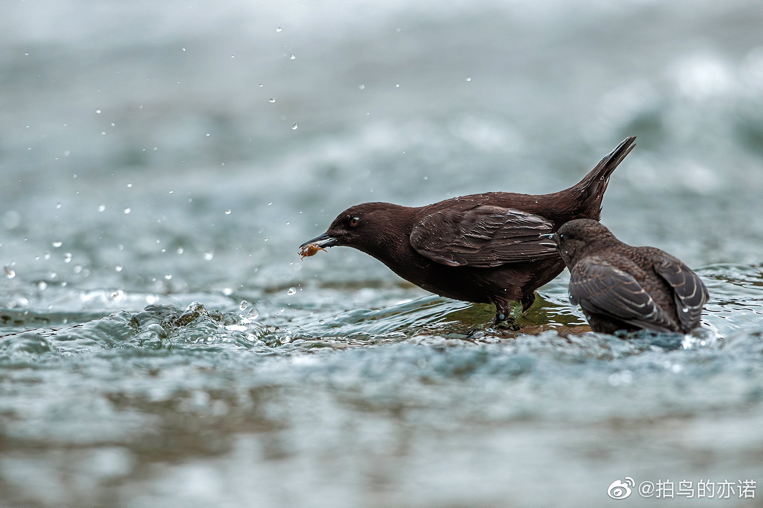 褐河乌(学名:Cinclus pallasii):雀形目河乌科的鸟类