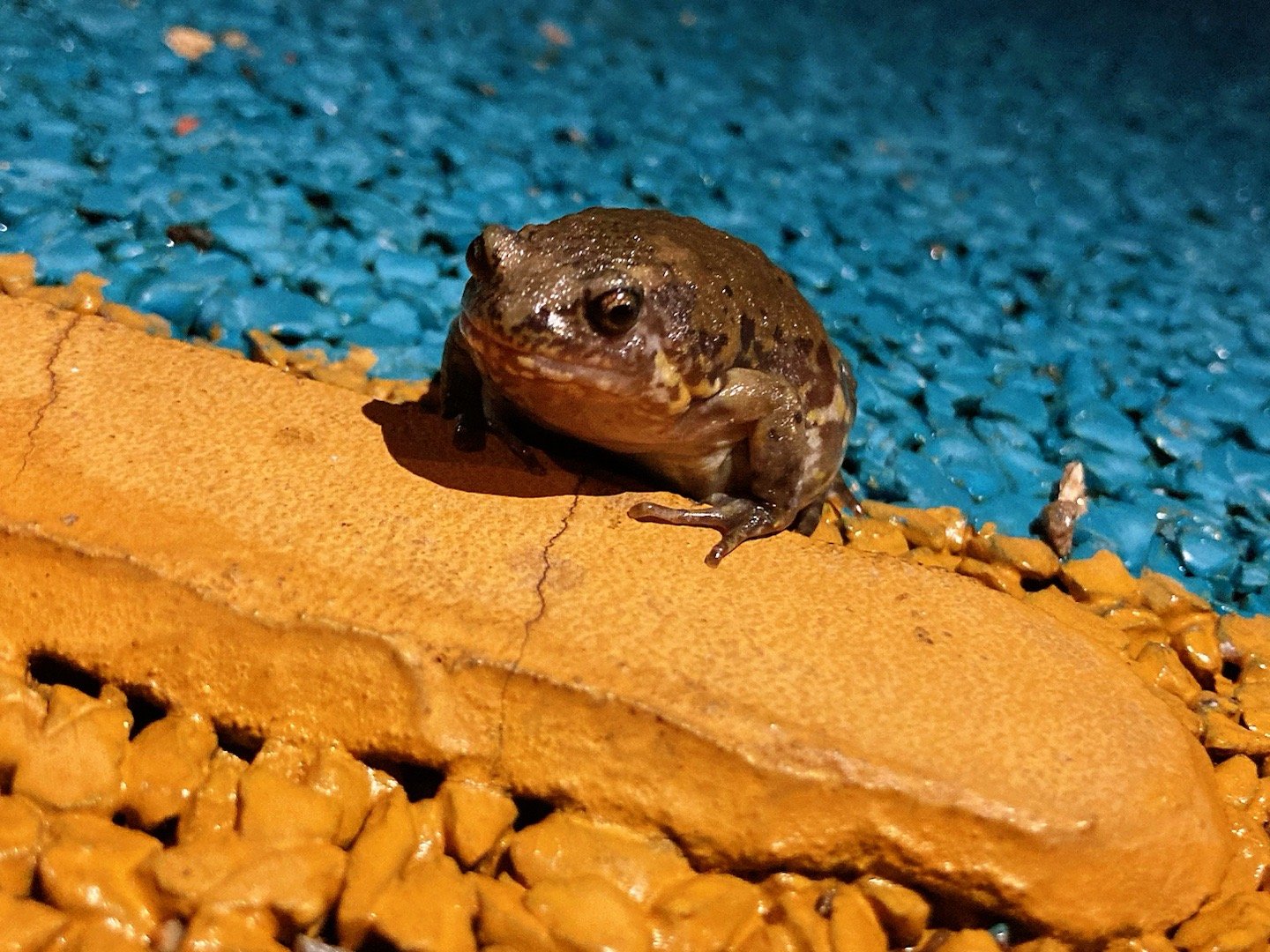 北狭口蛙kaloula borealis_高清图集_新浪网