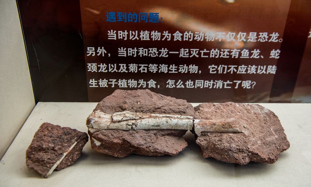 在那个恐龙大灭绝的周期,随着消失的物种还有鱼龙,蛇颈龙和菊石等海生