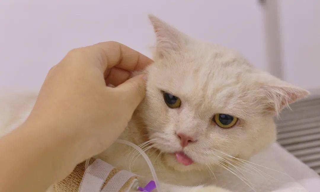 3个“熊孩子”来家里拜年,把猫咪吓到“尿失禁”休闲区蓝鸢梦想 - Www.slyday.coM 3个“熊孩子”来家里拜年,把猫咪吓到“尿失禁”休闲区蓝鸢梦想 - Www.slyday.coM