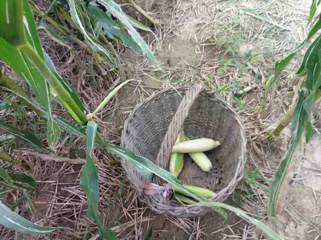 说不得的佳木斯，说不得的倒米砸蛋，你的不解却是他们的司空见惯休闲区蓝鸢梦想 - Www.slyday.coM