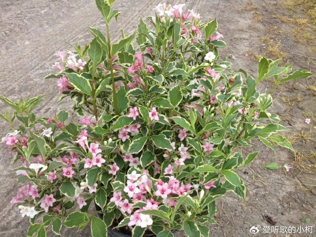 开成花树的锦带花,可忍受零下30度的低温