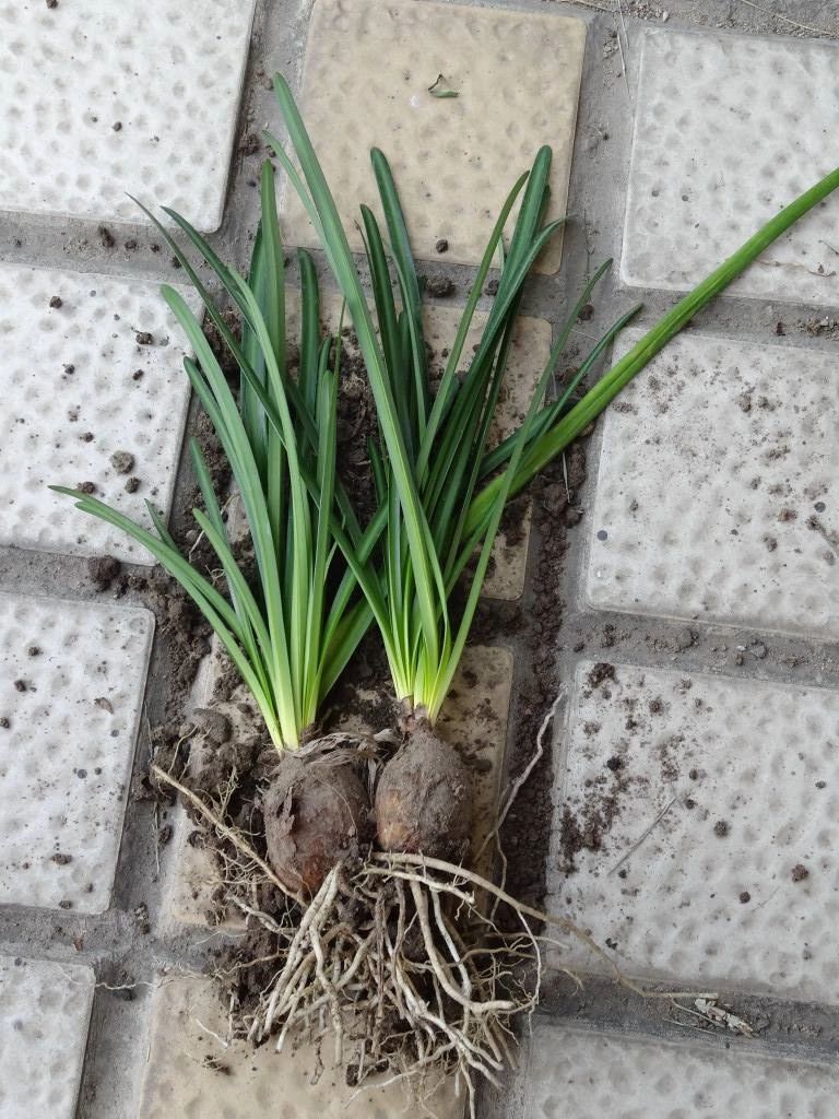 彼岸花那么好看买个球茎就能种为什么只长叶子不开花呢