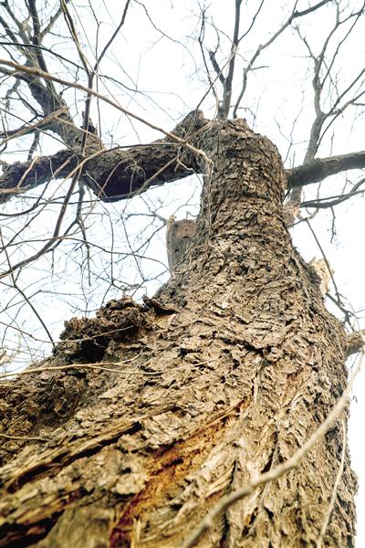 根脉相牵，600岁古槐静守商城遗韵|王国宾|郑州市|河南省|村子|树干_新浪新闻