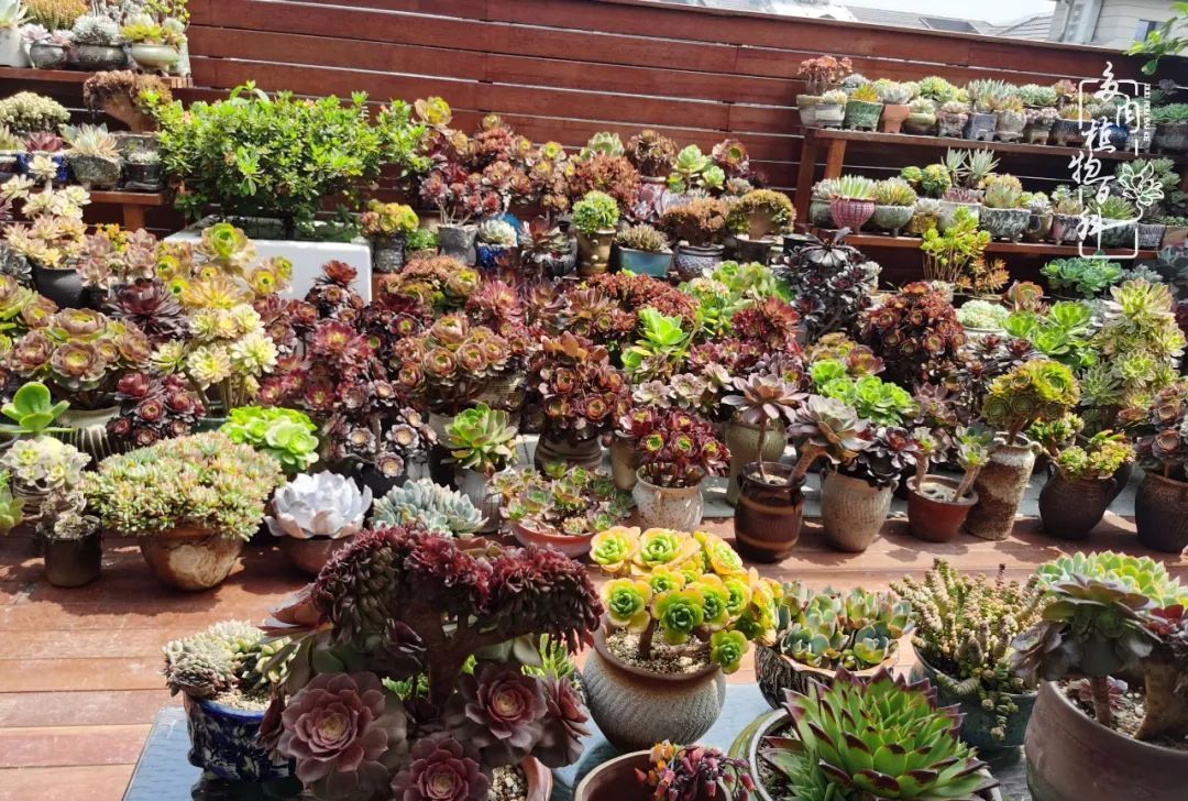 养多肉近5年初心不改挚爱如一