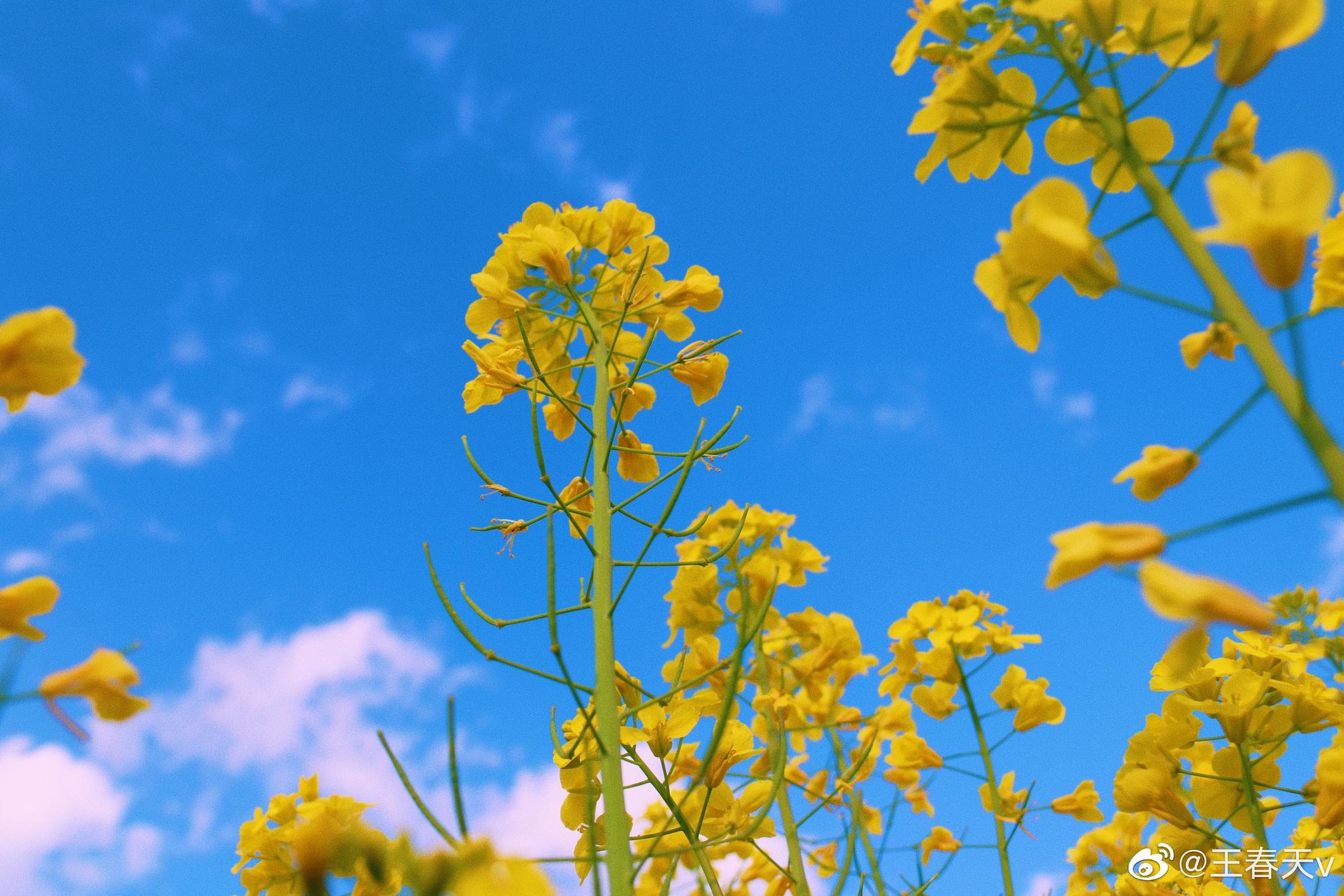 油菜花开了,我想去汉中看一次油菜花