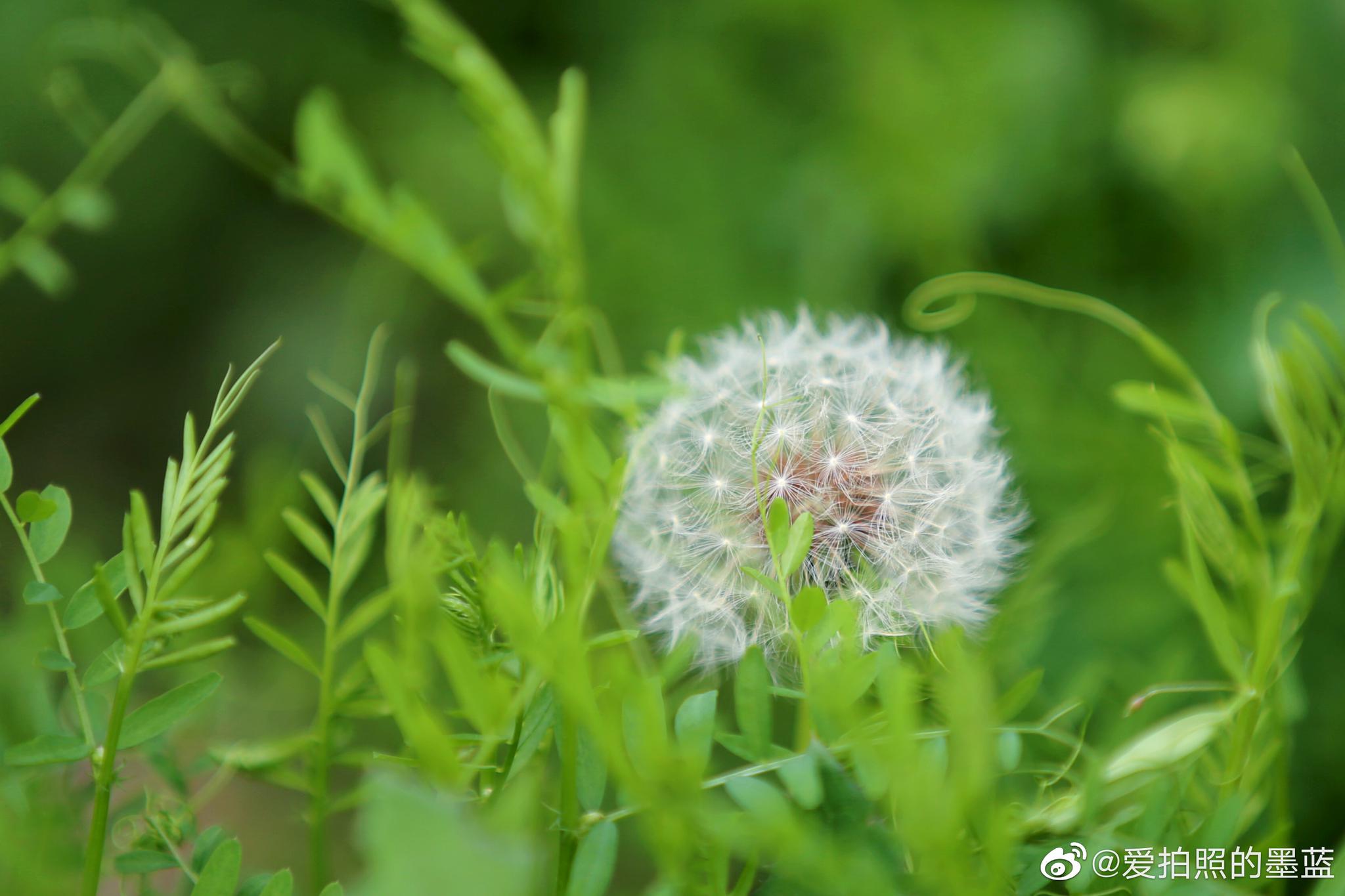 微距镜头没有了,用长焦拍一下蒲公英_高清图集_新浪网