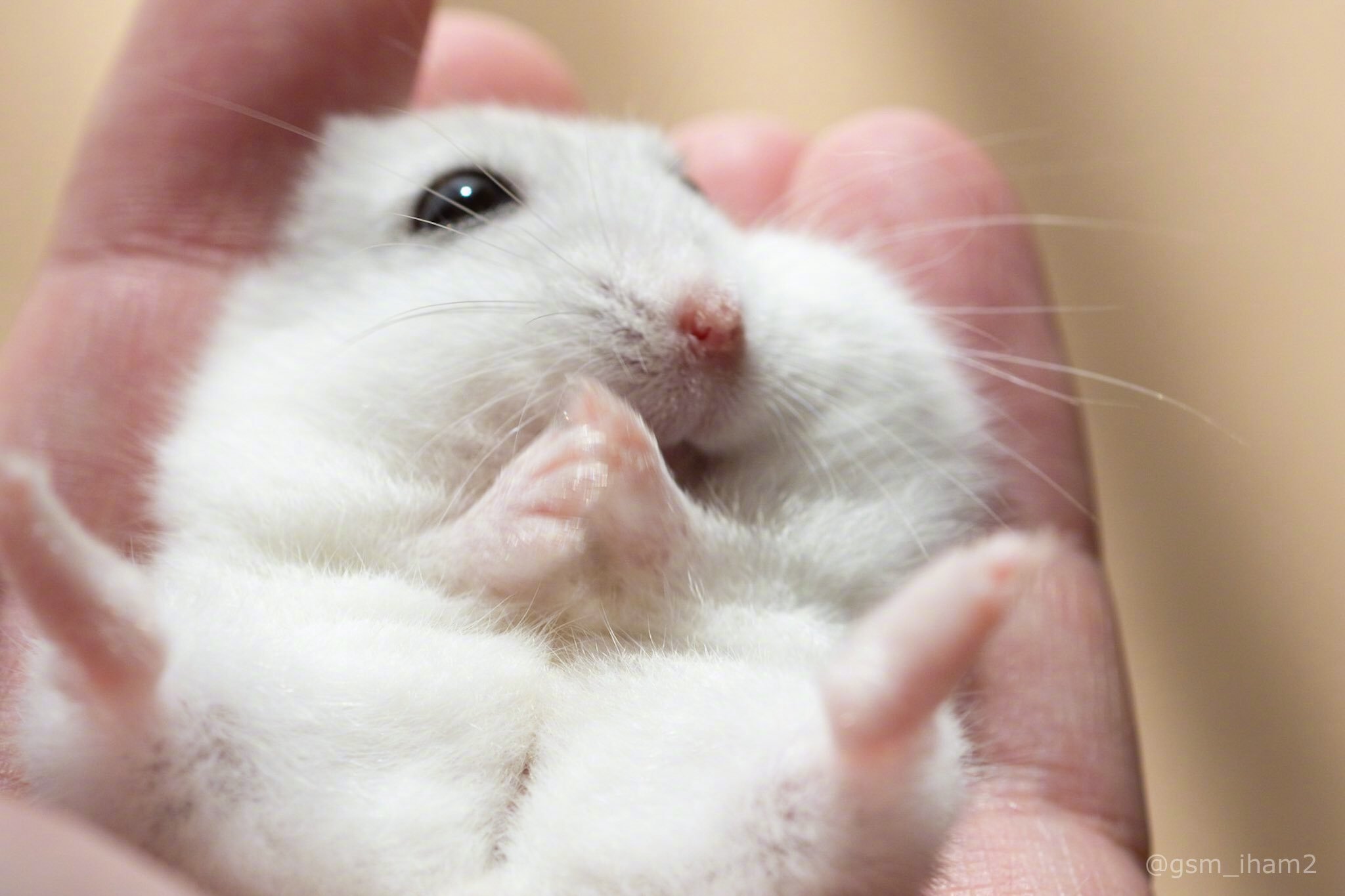 这推主家的仓鼠是什么天使啊啊啊,这也太乖巧了吧!twitter