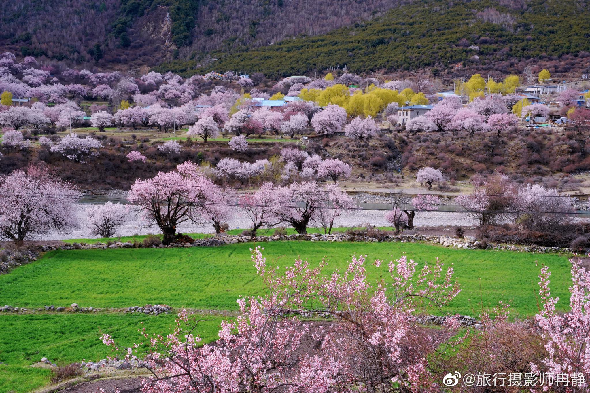 尼屋乡山谷溪流之间屋前村后农田绿油桃花盛开