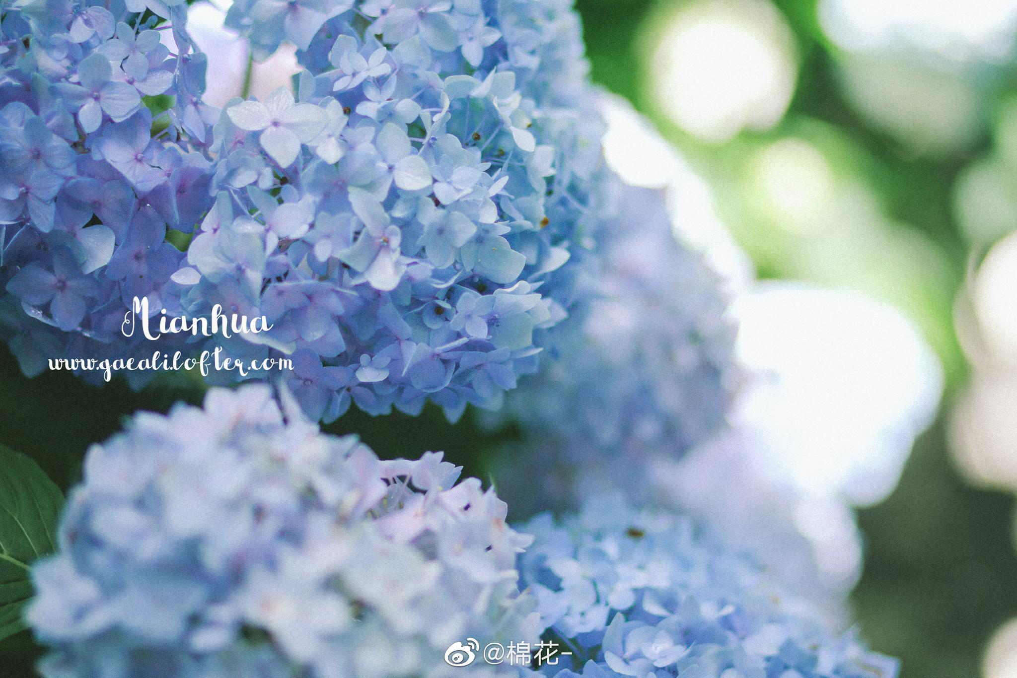 用满园的无尽夏送你一整个夏天的好心情梦想清单——花园