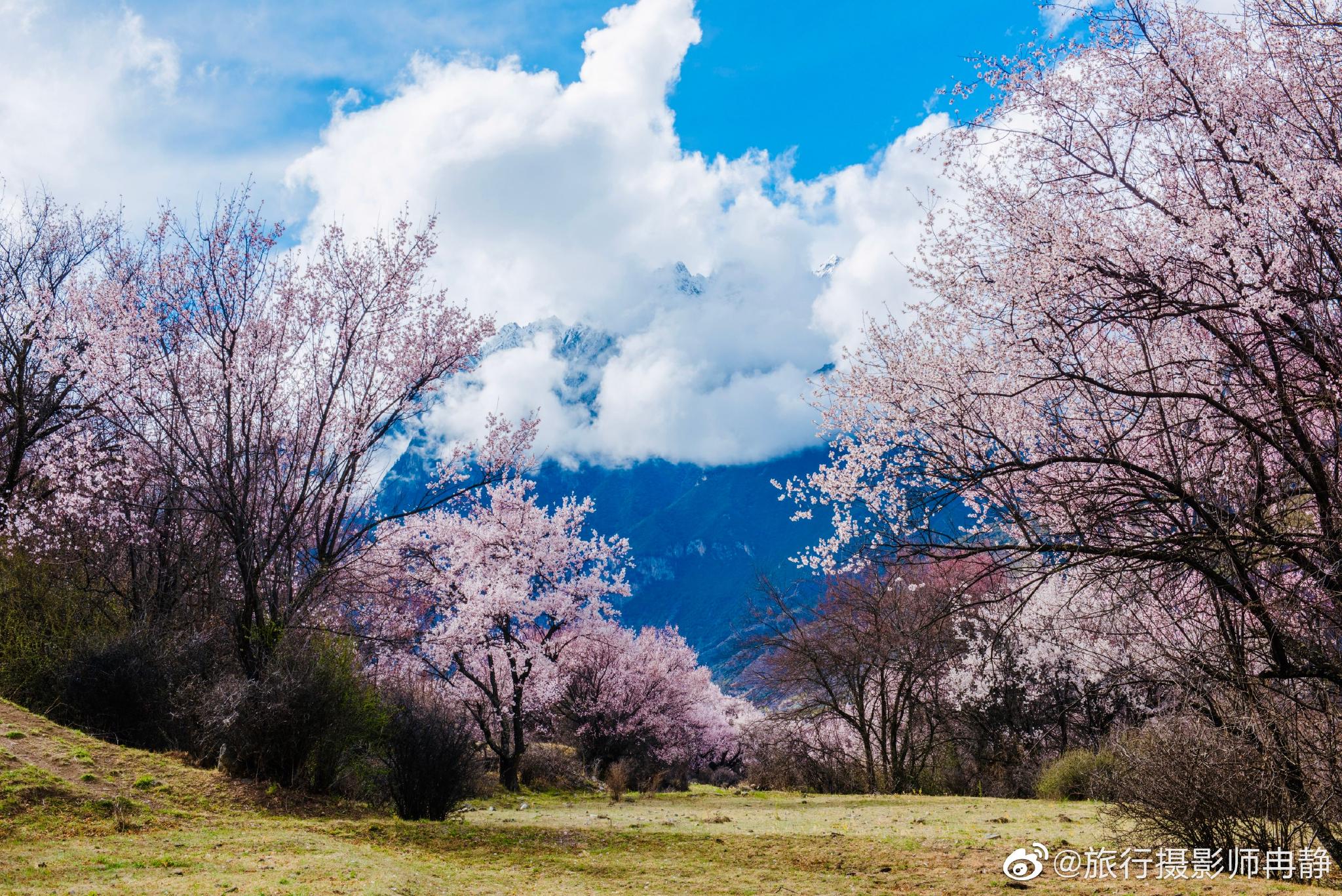 尼屋乡山谷溪流之间屋前村后农田绿油桃花盛开