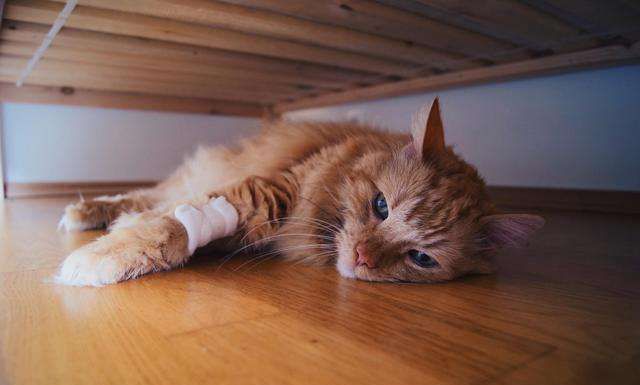 3个“熊孩子”来家里拜年,把猫咪吓到“尿失禁”休闲区蓝鸢梦想 - Www.slyday.coM 3个“熊孩子”来家里拜年,把猫咪吓到“尿失禁”休闲区蓝鸢梦想 - Www.slyday.coM