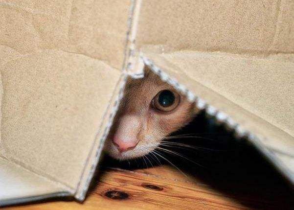 3个“熊孩子”来家里拜年,把猫咪吓到“尿失禁”休闲区蓝鸢梦想 - Www.slyday.coM 3个“熊孩子”来家里拜年,把猫咪吓到“尿失禁”休闲区蓝鸢梦想 - Www.slyday.coM