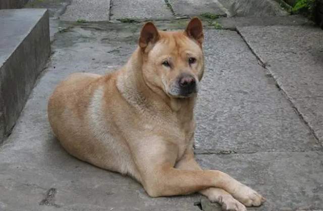 农村有人高价收购10年以上老土狗,有什么用途?哪些人会卖老狗?