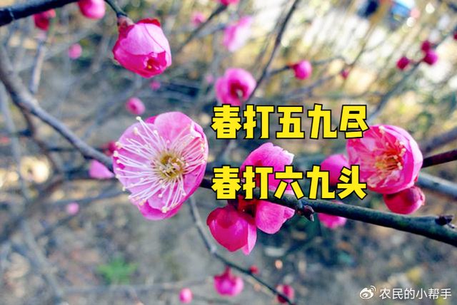 明年2月4日立春，属于“春打五九尽”，有啥预兆？看农谚怎么说？|阳历|春节|节气|猪腿|一天_新浪新闻