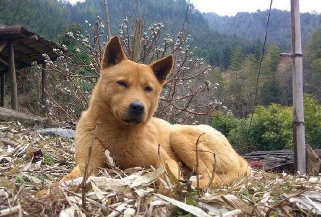 收购10年以上土狗的用途