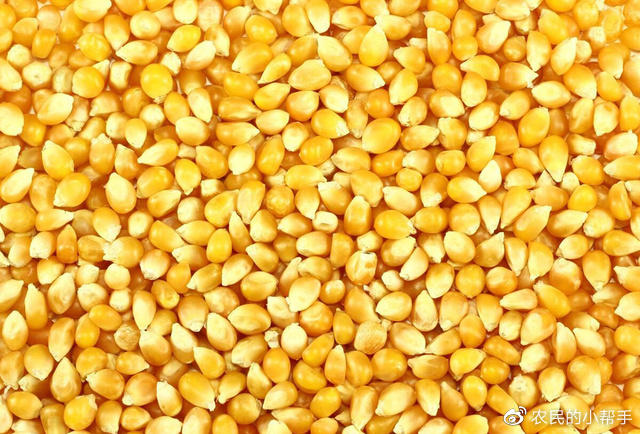 大粒和小粒玉米种子优缺点