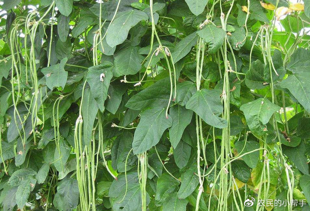 种豆角不能用尿素？掌握4个种植窍门，不落花结荚多，豆角挂满架__财经头条
