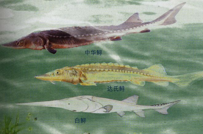 "野外灭绝"的长江鲟现身!4年放生34万尾,放生的鱼去哪儿啦?__财经头条