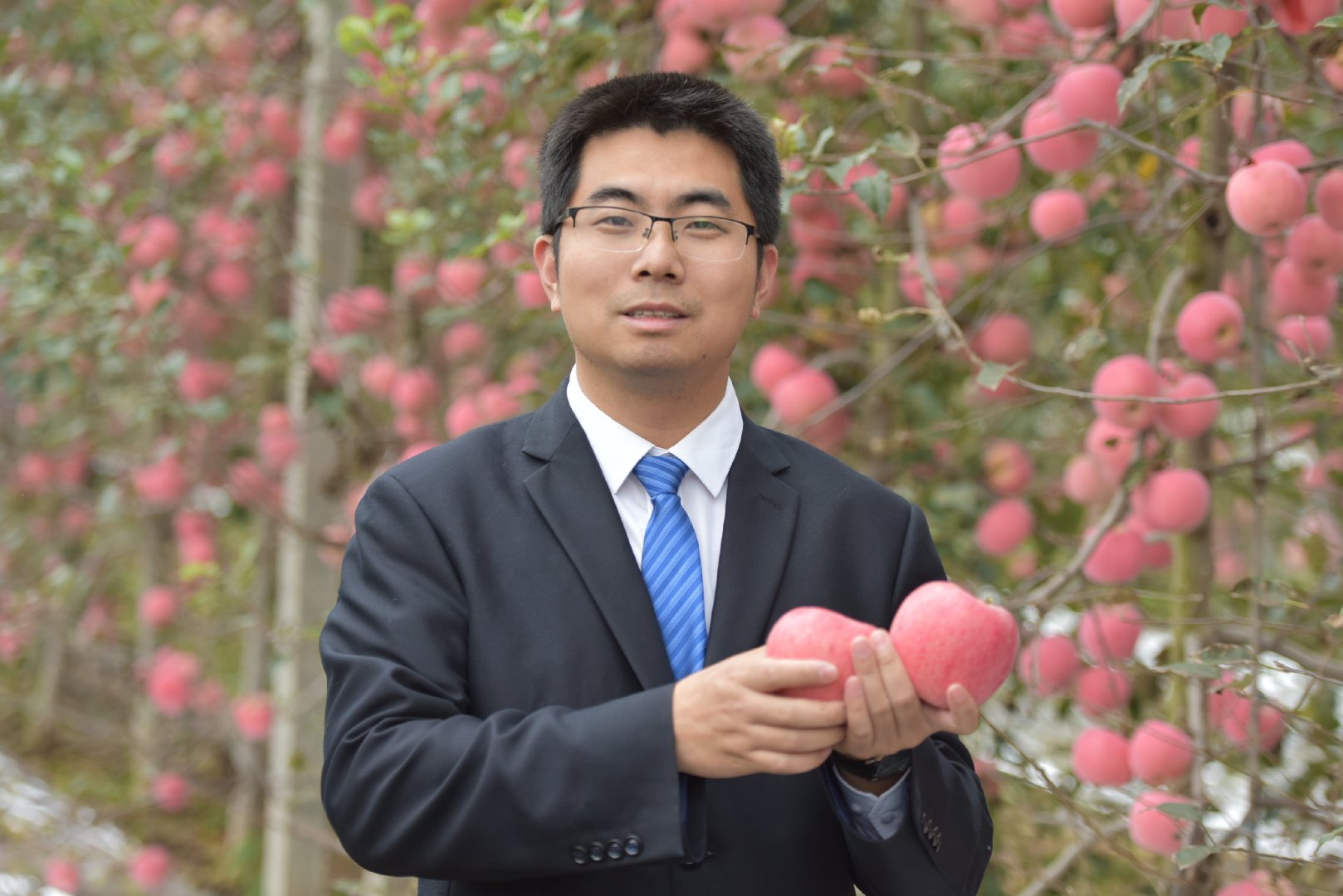 消费扶贫e起来走进陕西千阳矮砧密植模式引领苹果产业发展转型