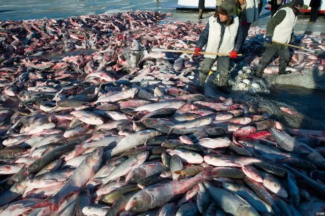 第一网就捞88000斤鱼!查干湖每年捕捞300万斤,鱼怎么越捕越多?|捕鱼|查干湖|捕捞_新浪新闻