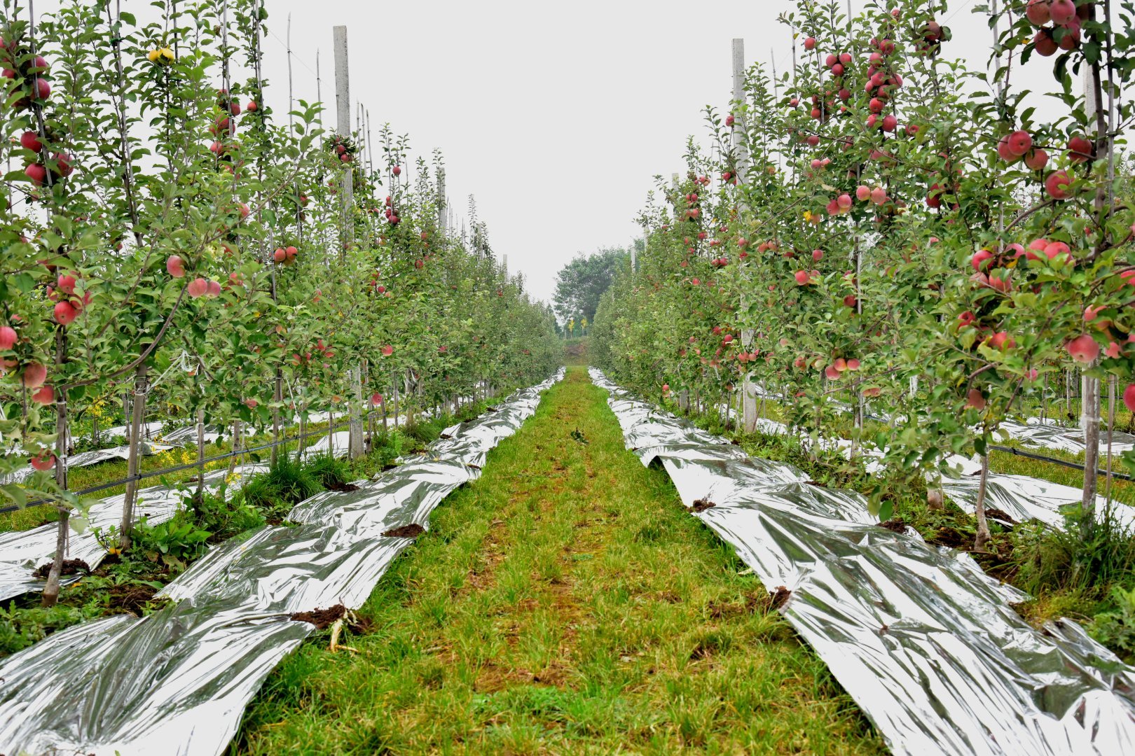 消费扶贫e起来走进陕西千阳矮砧密植模式引领苹果产业发展转型
