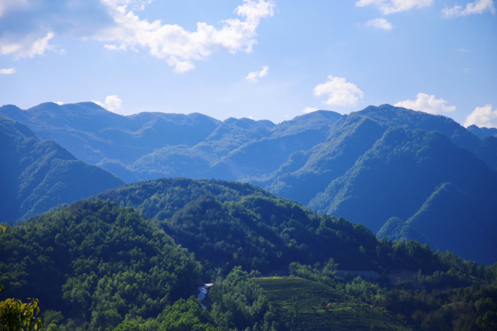 汉中镇巴生态茶园美好画卷成为乡村旅游的新名片