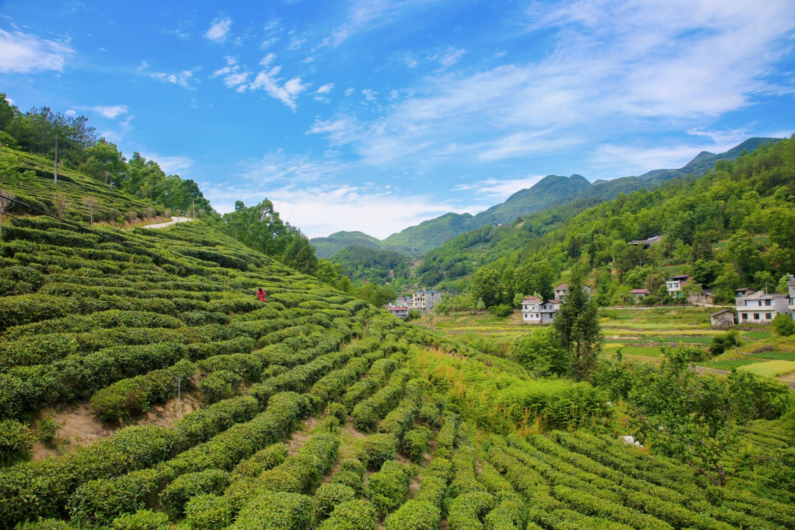 汉中镇巴生态茶园美好画卷成为乡村旅游的新名片