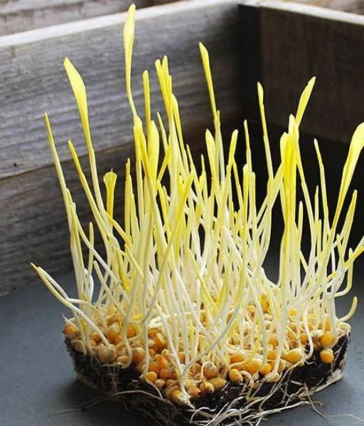 4,玉米棒可以整根水培,也可以切段水培,只要带有玉米粒,就能很快成活