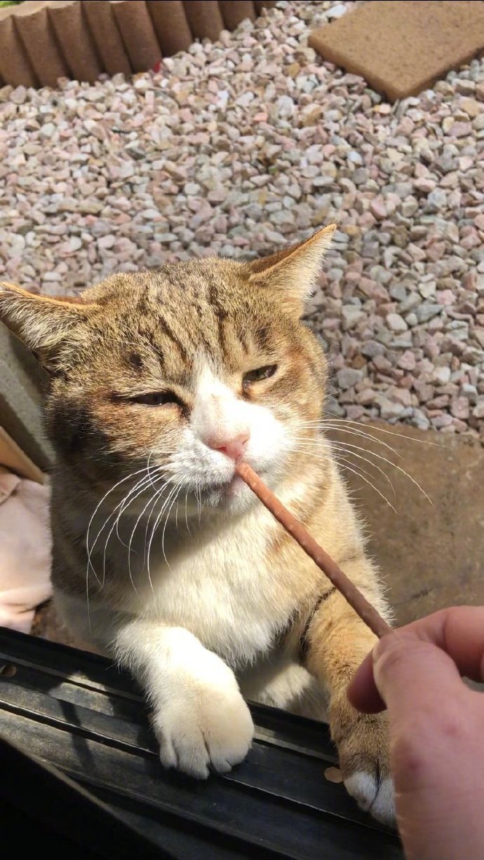 猫咪吃零食的表情,好有喜感!