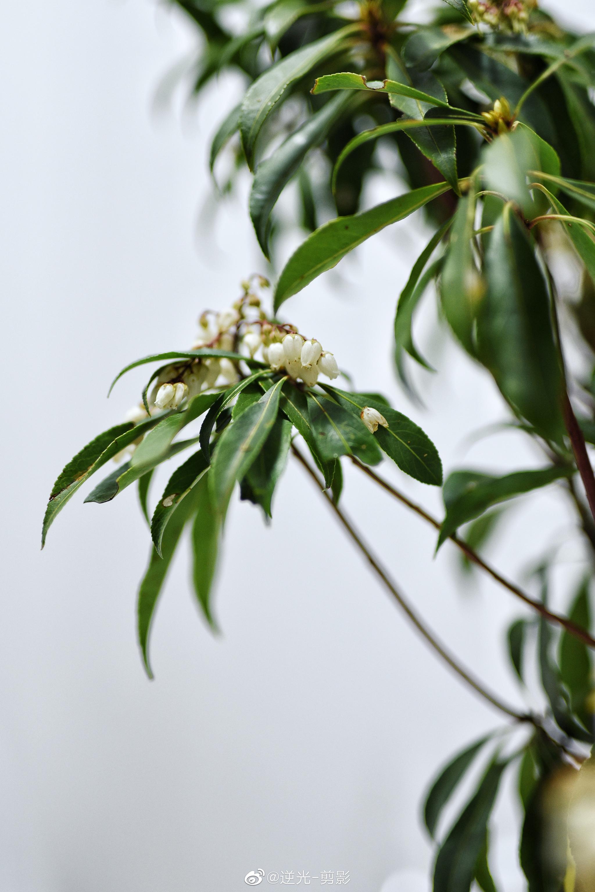 买了几枝马醉木,好像一颗小小树,太可爱了