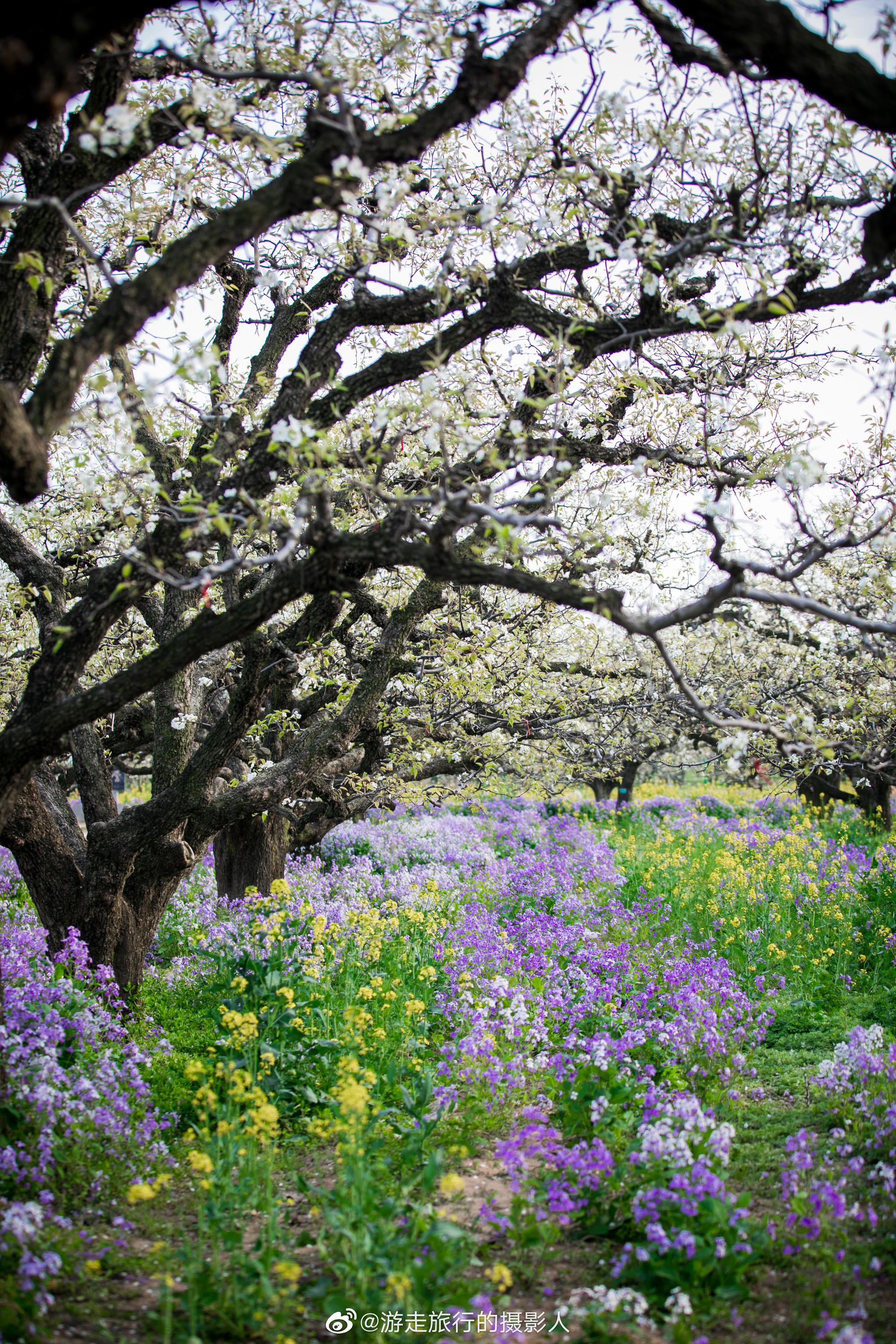 春风起,梨花开,春雨落_高清图集_新浪网