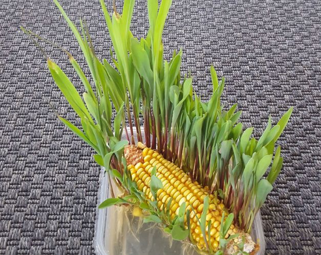 3,等水培玉米棒发芽长叶后,将塑料瓶放在光照好的地方勤晒一晒,记得1