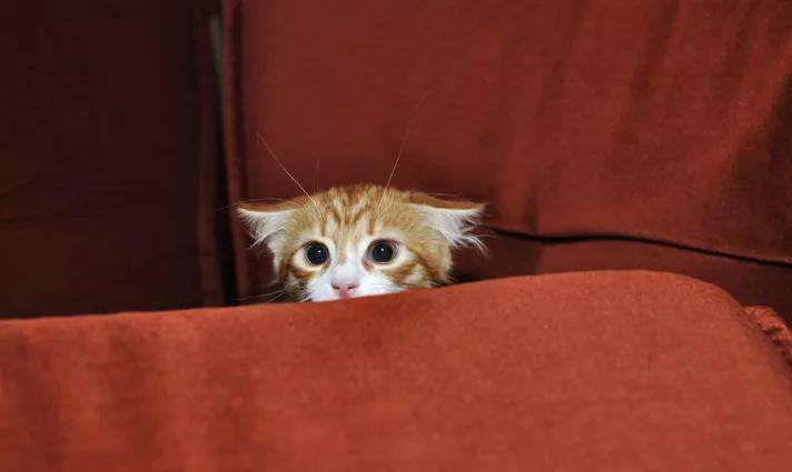 3个“熊孩子”来家里拜年,把猫咪吓到“尿失禁”休闲区蓝鸢梦想 - Www.slyday.coM 3个“熊孩子”来家里拜年,把猫咪吓到“尿失禁”休闲区蓝鸢梦想 - Www.slyday.coM