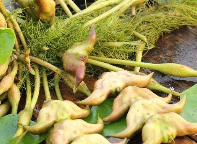 菱角果实为坚果,具刺状角,最常见的为四角菱,菱角一般3cm*2cm大,优质