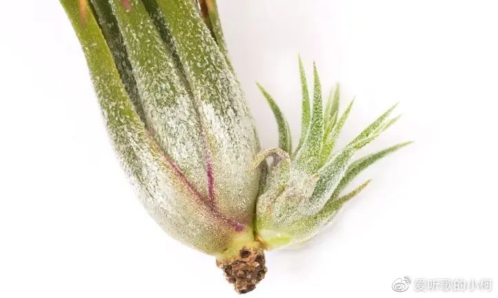 好养的小众植物,空气凤梨室内养护指南,从开花到繁殖