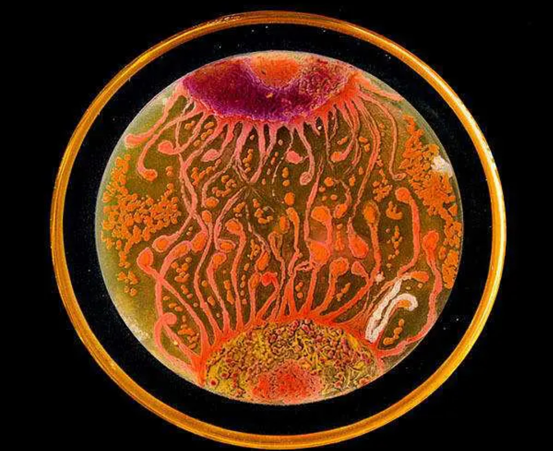 来看看微生物培养皿大赛的作品吧__财经头条
